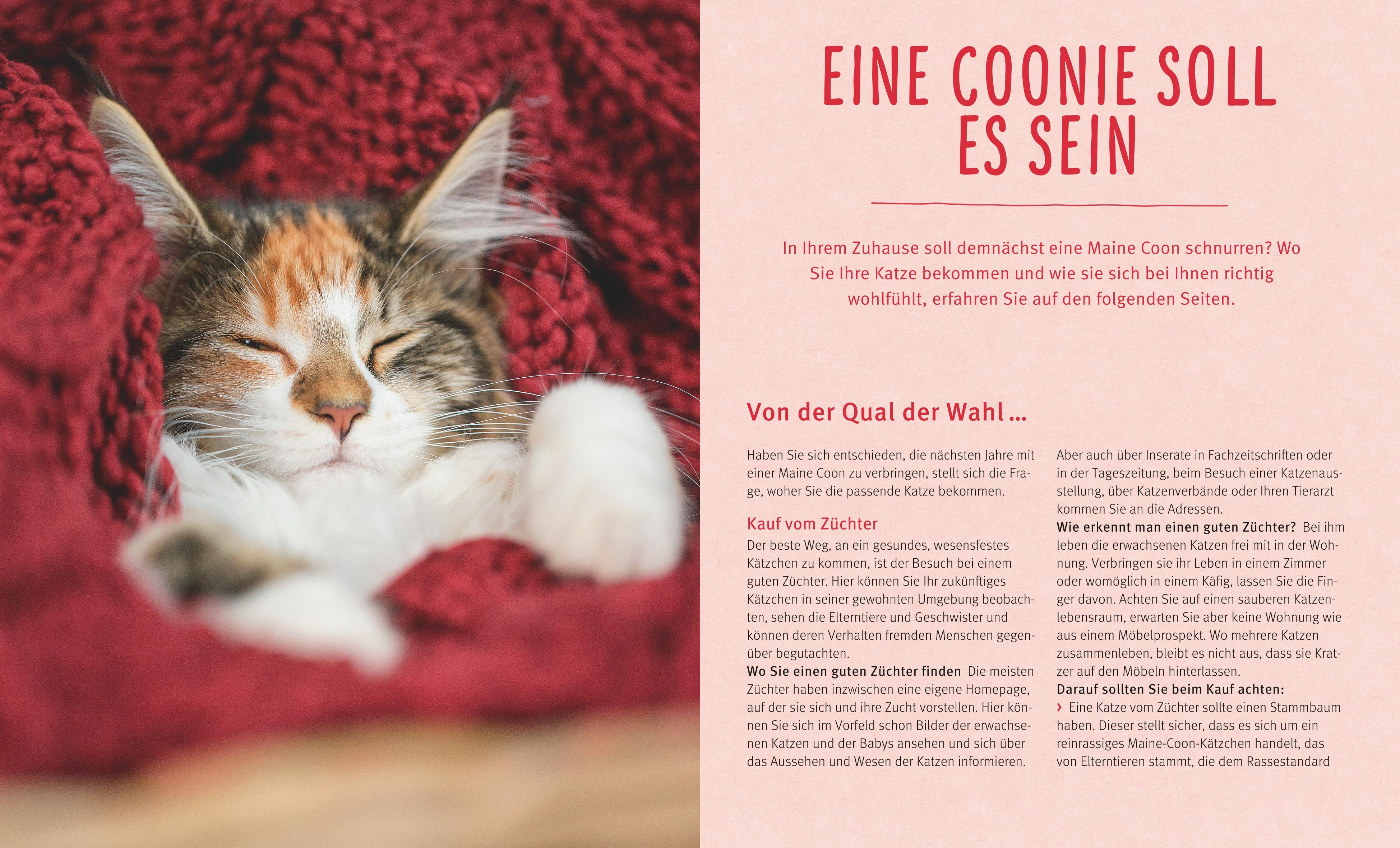 Beispielinhalt (Bild) Maine Coon