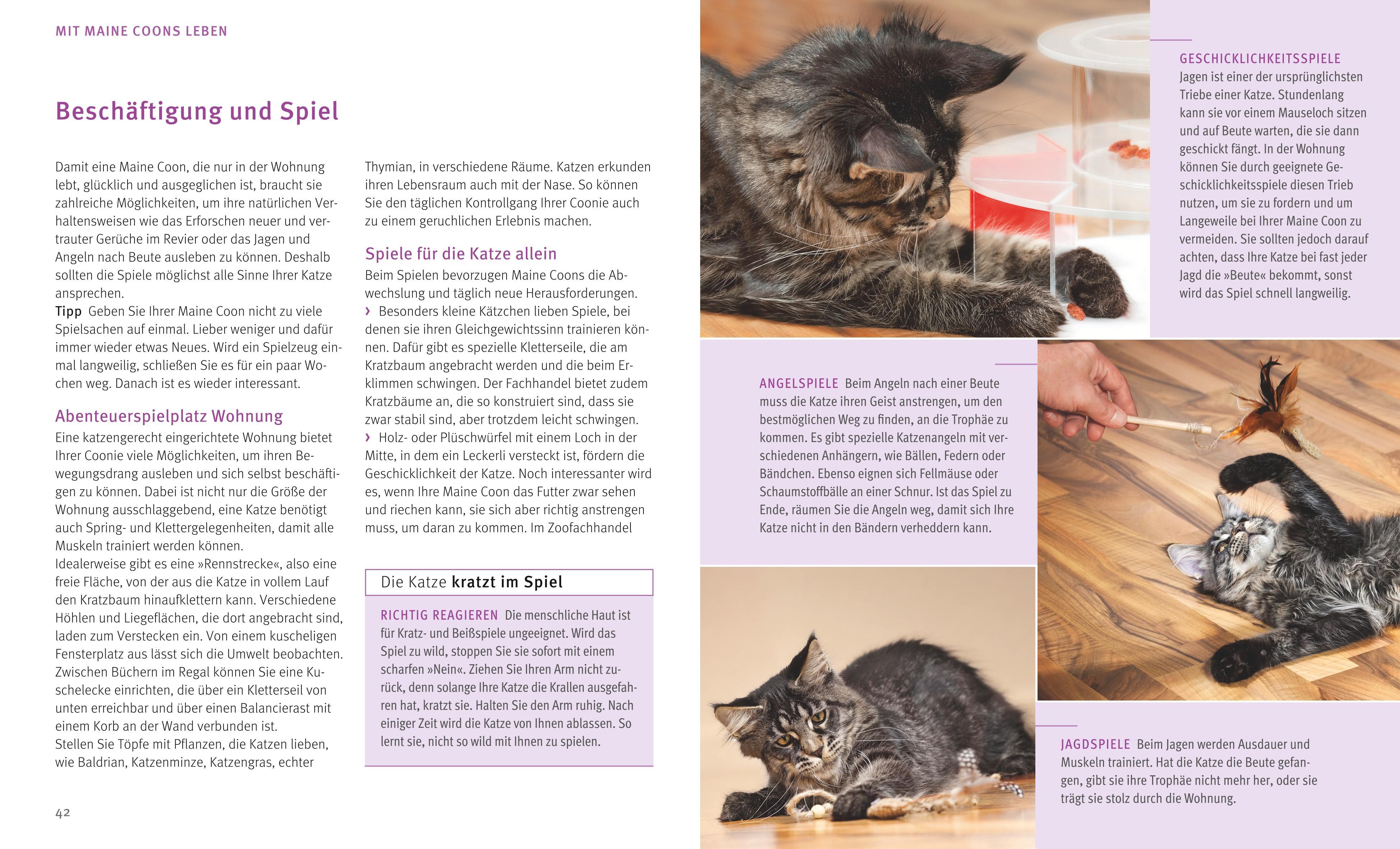 Beispielinhalt (Bild) Maine Coon