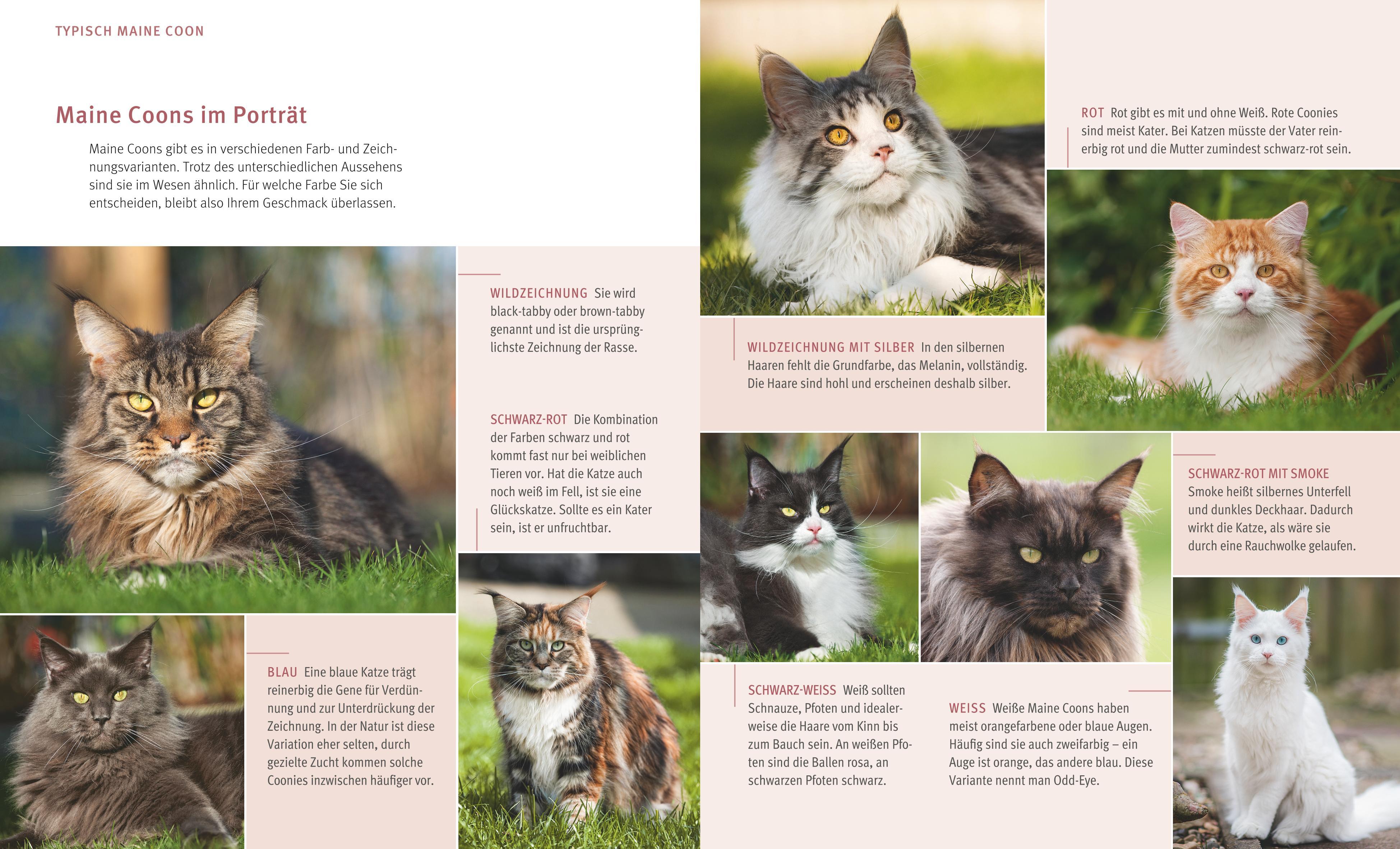 Beispielinhalt (Bild) Maine Coon