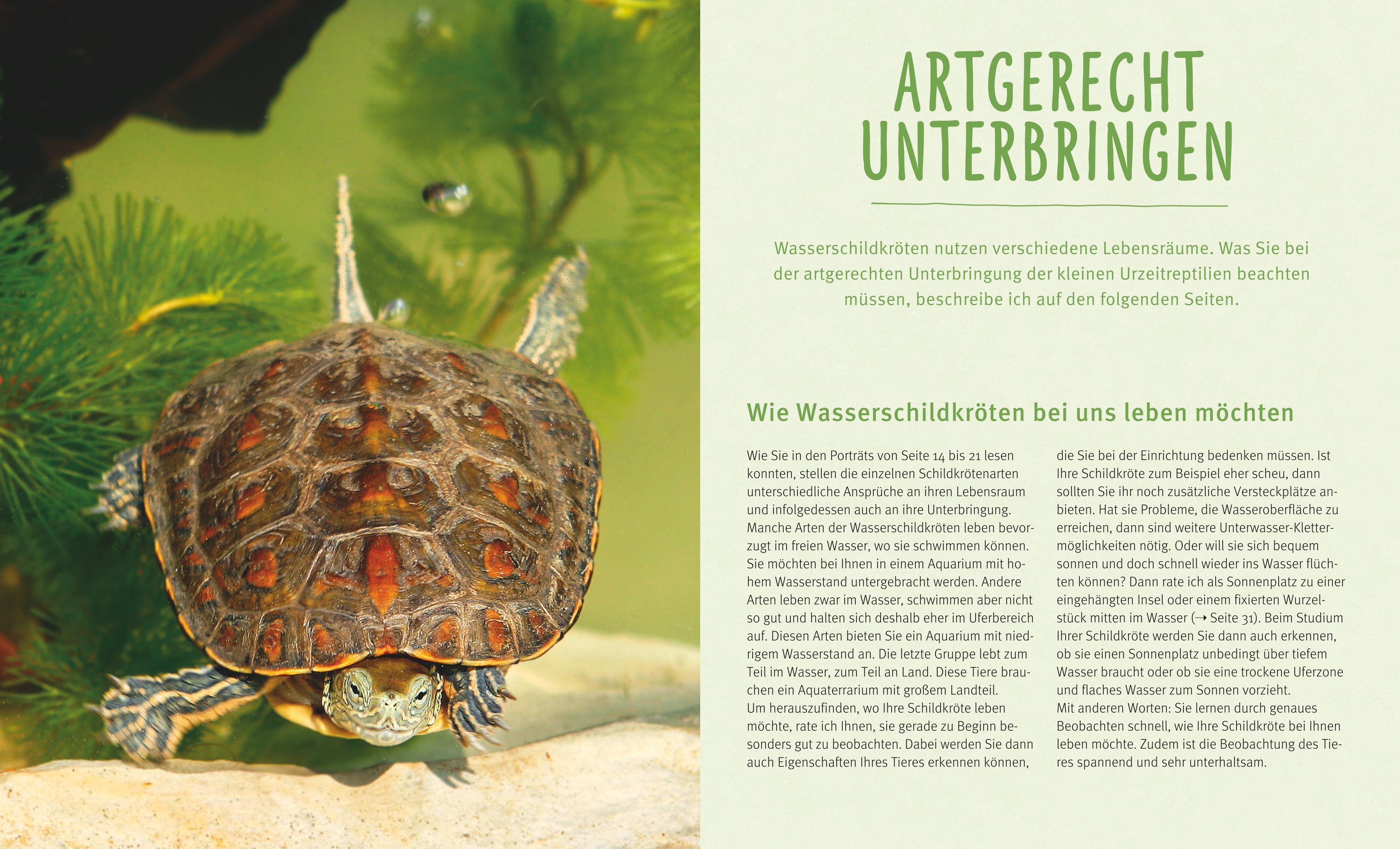 Beispielinhalt (Bild) Wasserschildkröten