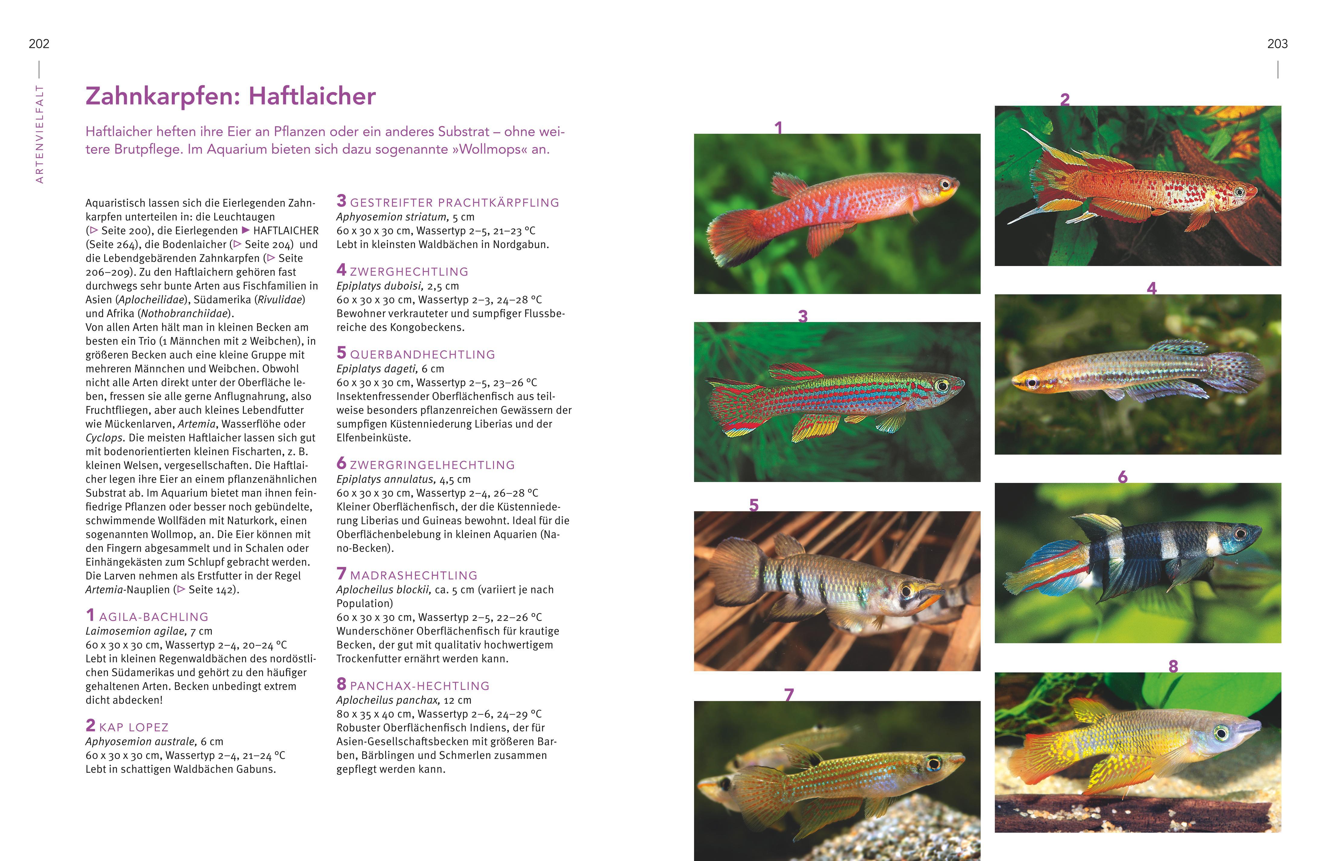Beispielinhalt (Bild) Praxishandbuch Aquarium