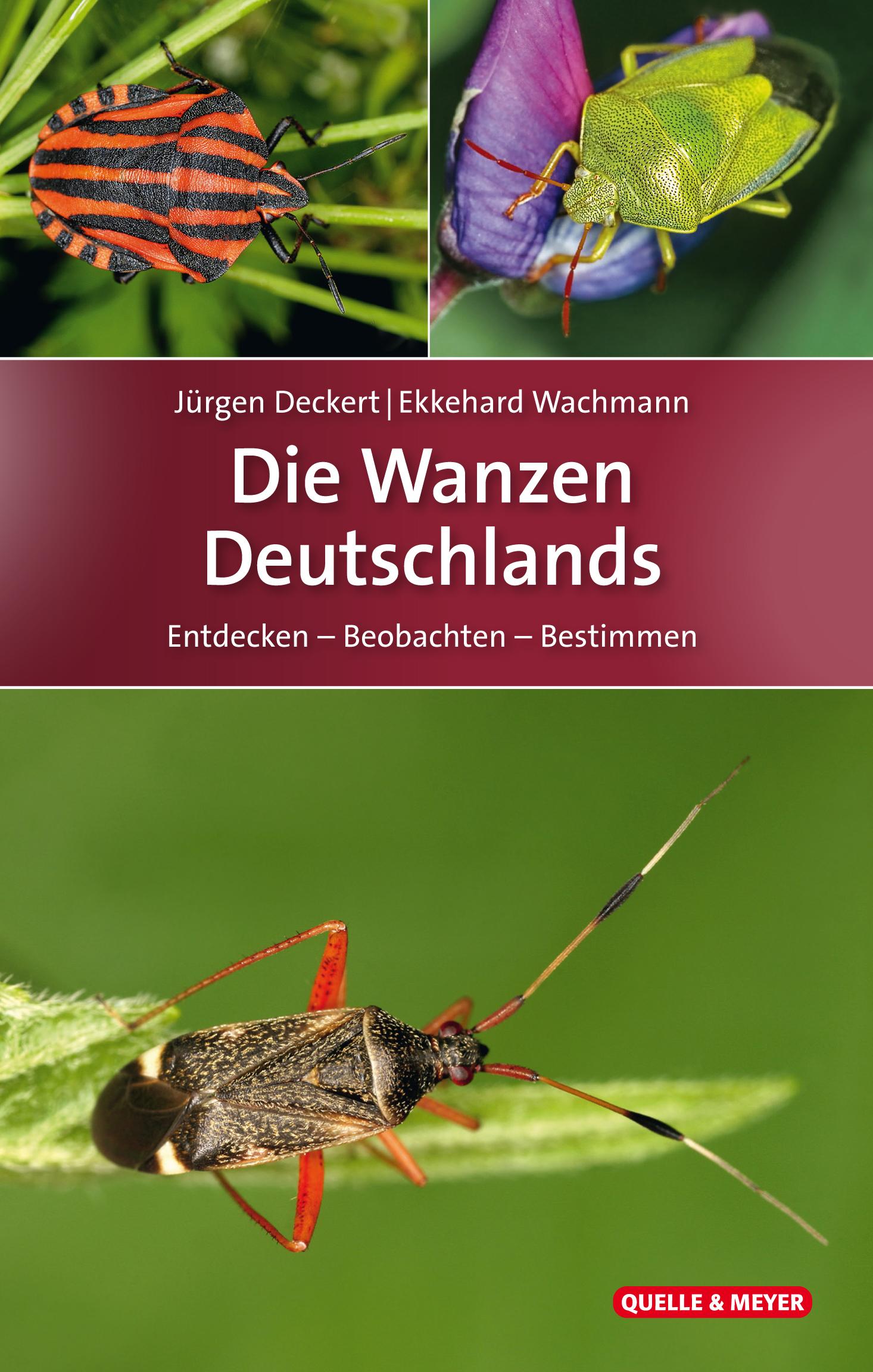 Vorderes Coverbild Die Wanzen Deutschlands