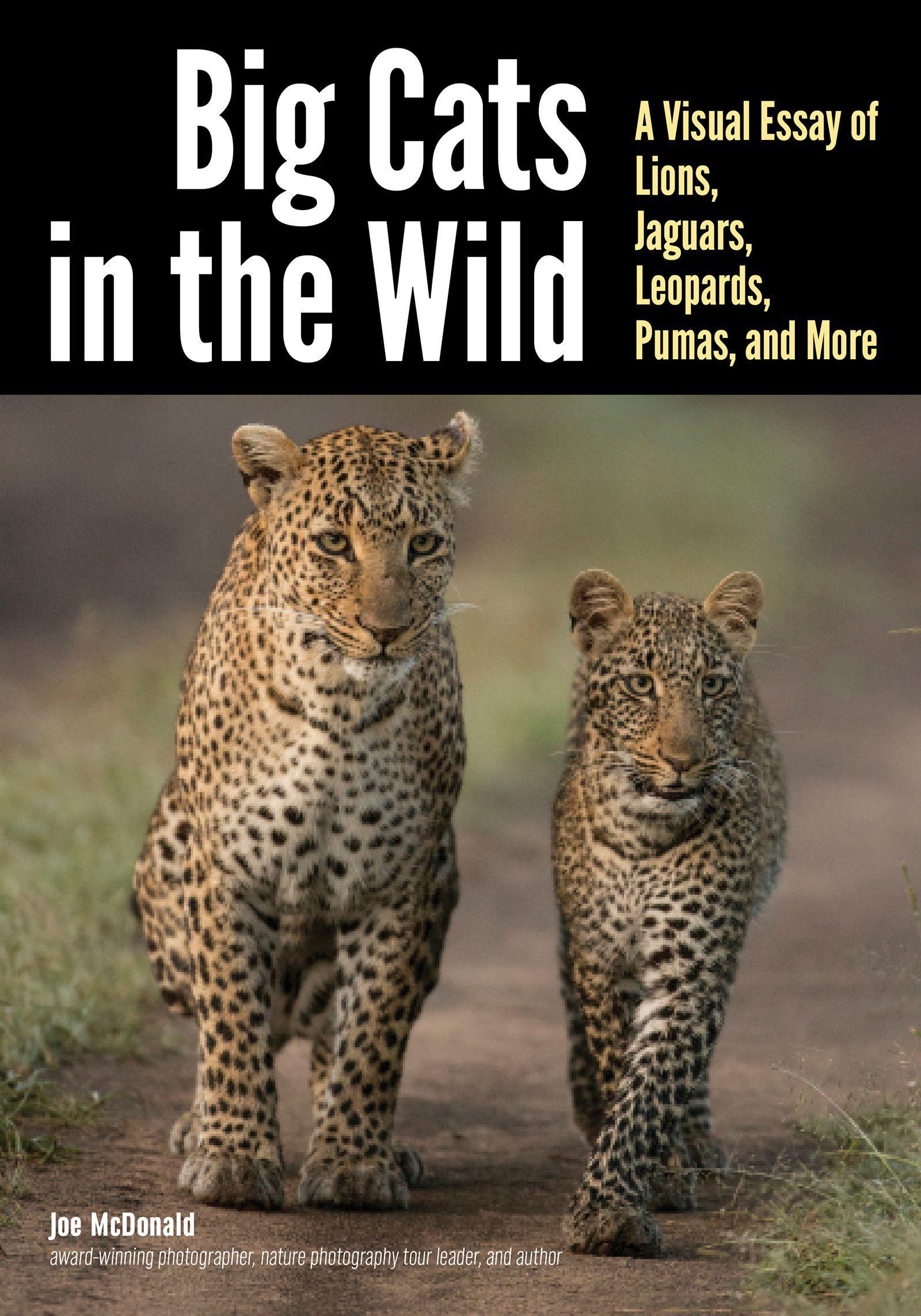 Vorderes Coverbild Big Cats in the Wild