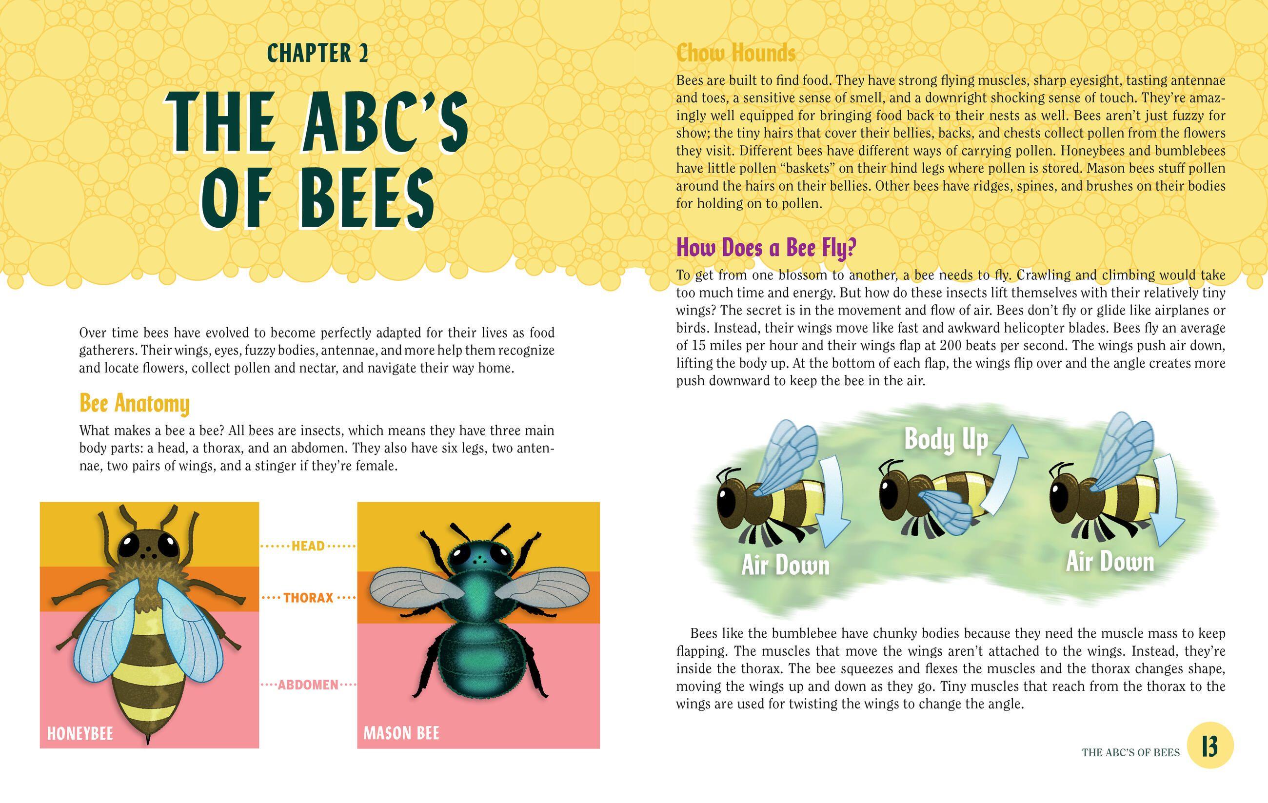 Beispielinhalt (Bild) Turn This Book Into a Beehive!