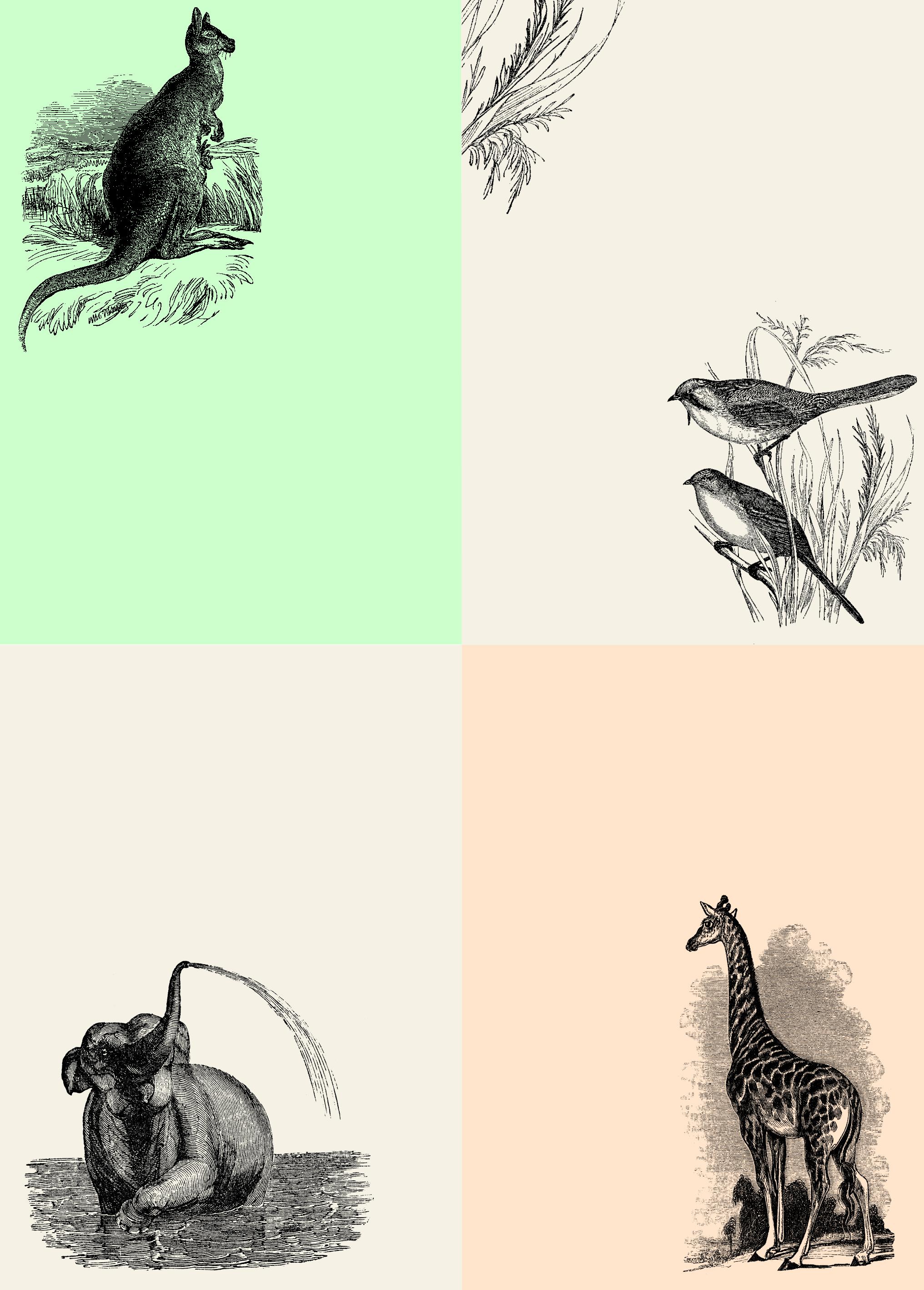 Beispielinhalt (Bild) Natural History - Labels, Stickers & Tape
