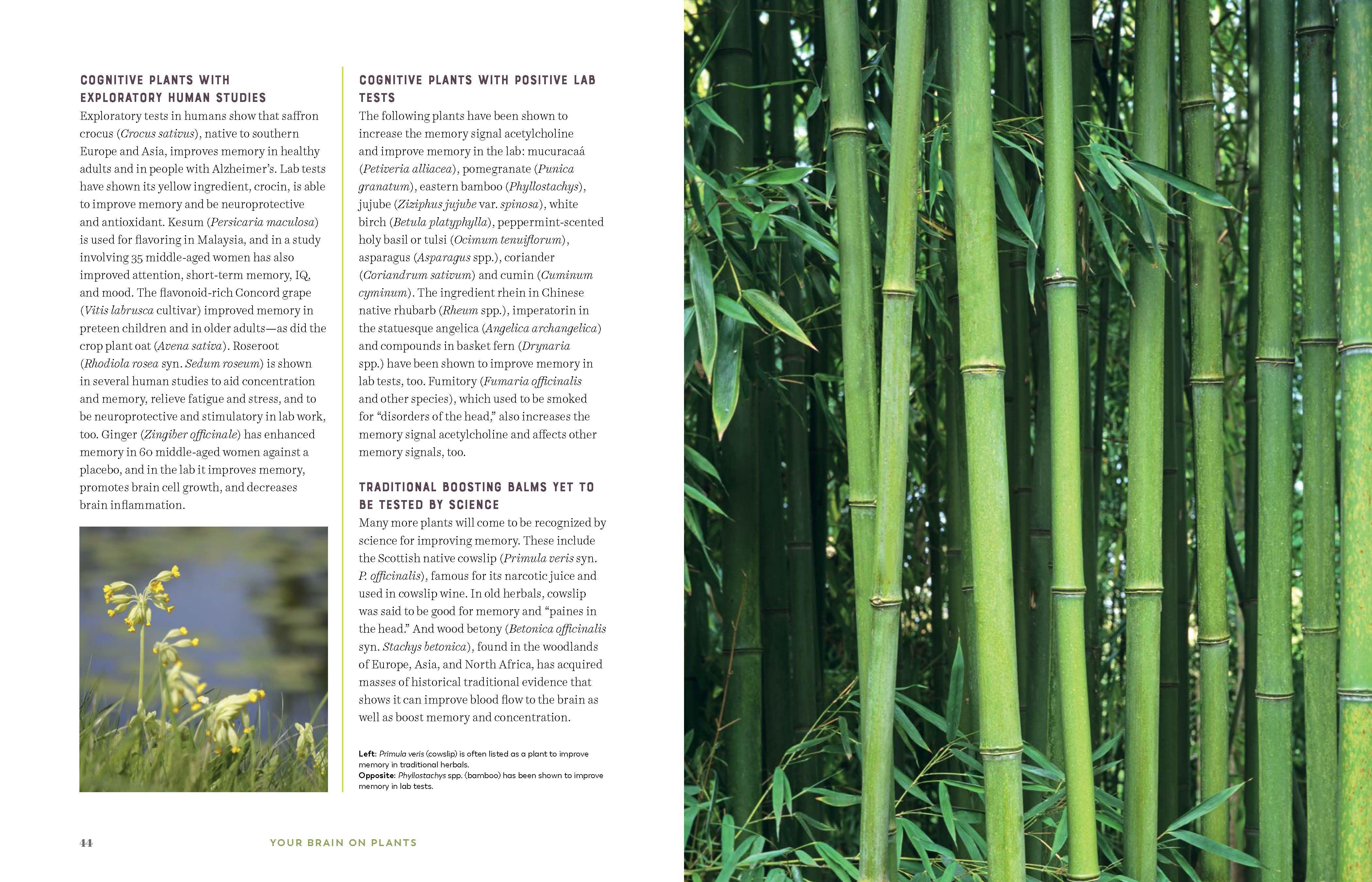 Beispielinhalt (Bild) Your Brain on Plants