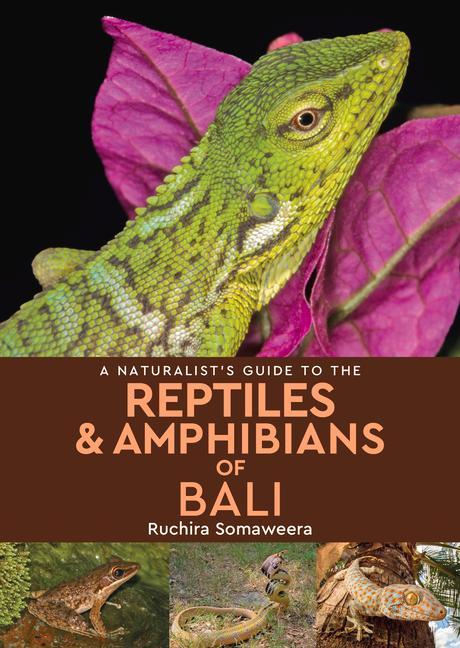 Vorderes Coverbild A Naturalist's Guide to the Reptiles & Amphibians of Bali