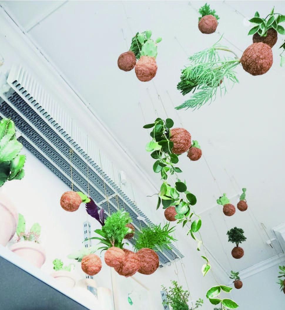 Beispielinhalt (Bild) Aesthetica Botanica