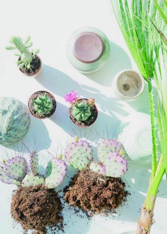 Beispielinhalt (Bild) Aesthetica Botanica