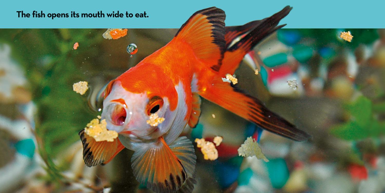 Beispielinhalt (Bild) National Geographic Kids Look & Learn: Pets