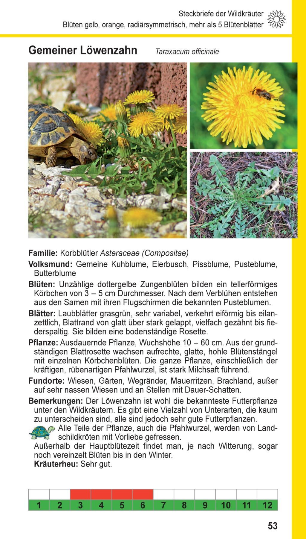 Beispielinhalt (Bild) Landschildkröten-Futterpflanzen