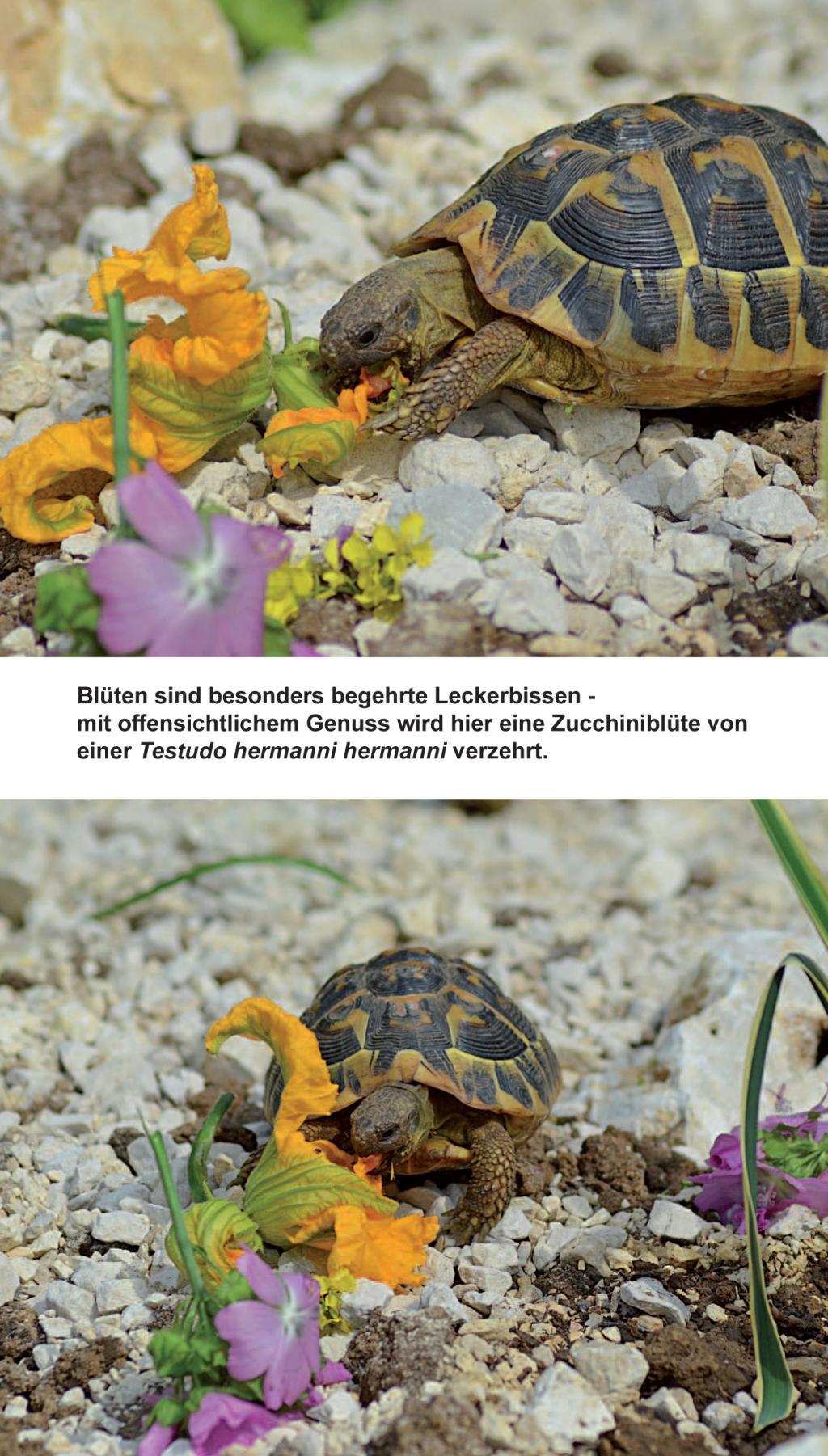 Beispielinhalt (Bild) Landschildkröten-Futterpflanzen