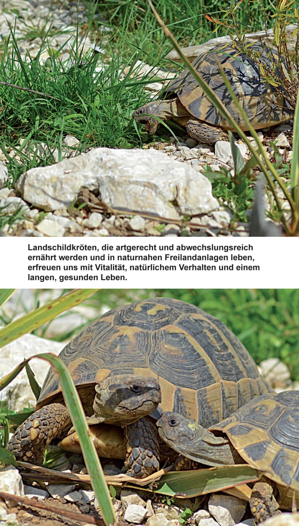 Beispielinhalt (Bild) Landschildkröten-Futterpflanzen