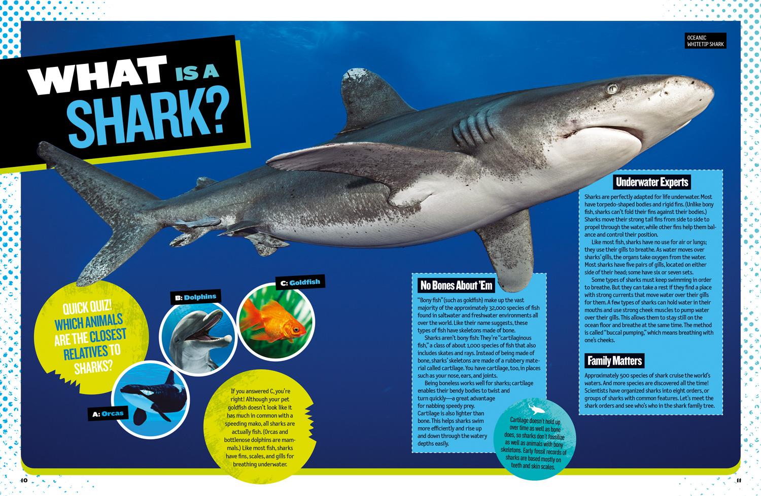 Beispielinhalt (Bild) The Ultimate Book of Sharks