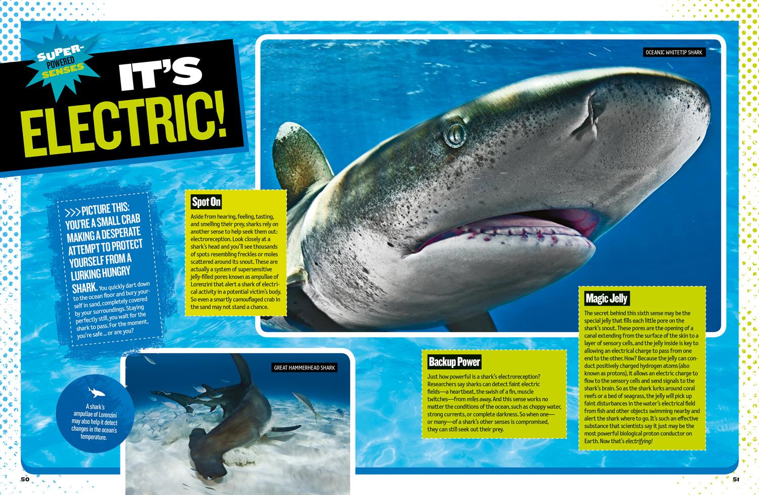 Beispielinhalt (Bild) The Ultimate Book of Sharks
