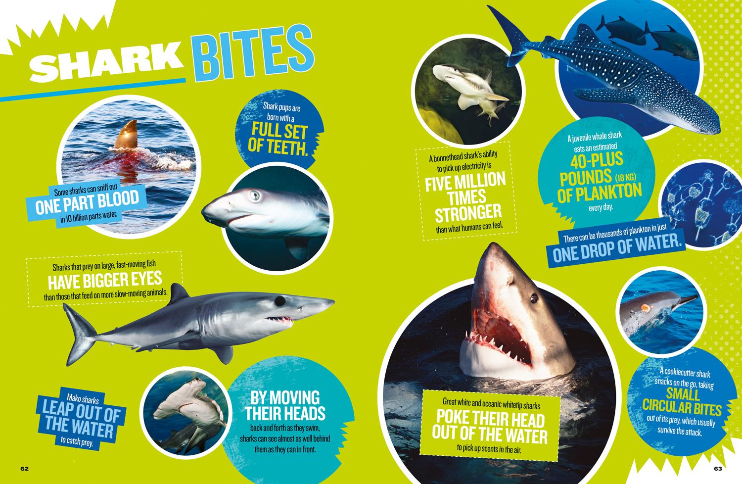 Beispielinhalt (Bild) The Ultimate Book of Sharks