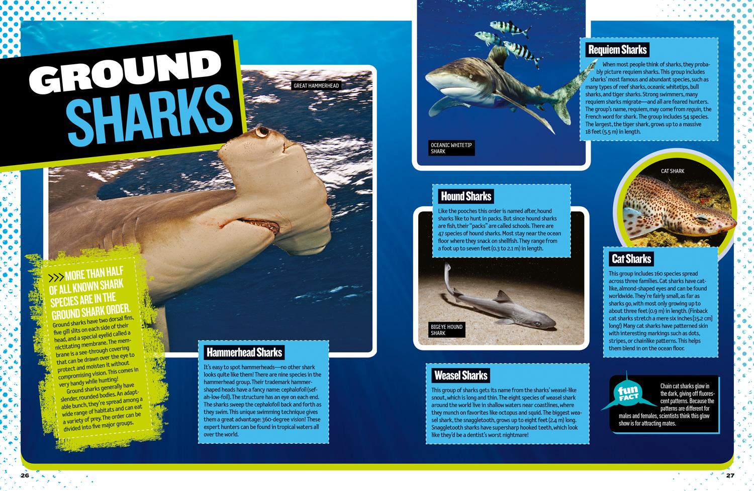 Beispielinhalt (Bild) The Ultimate Book of Sharks