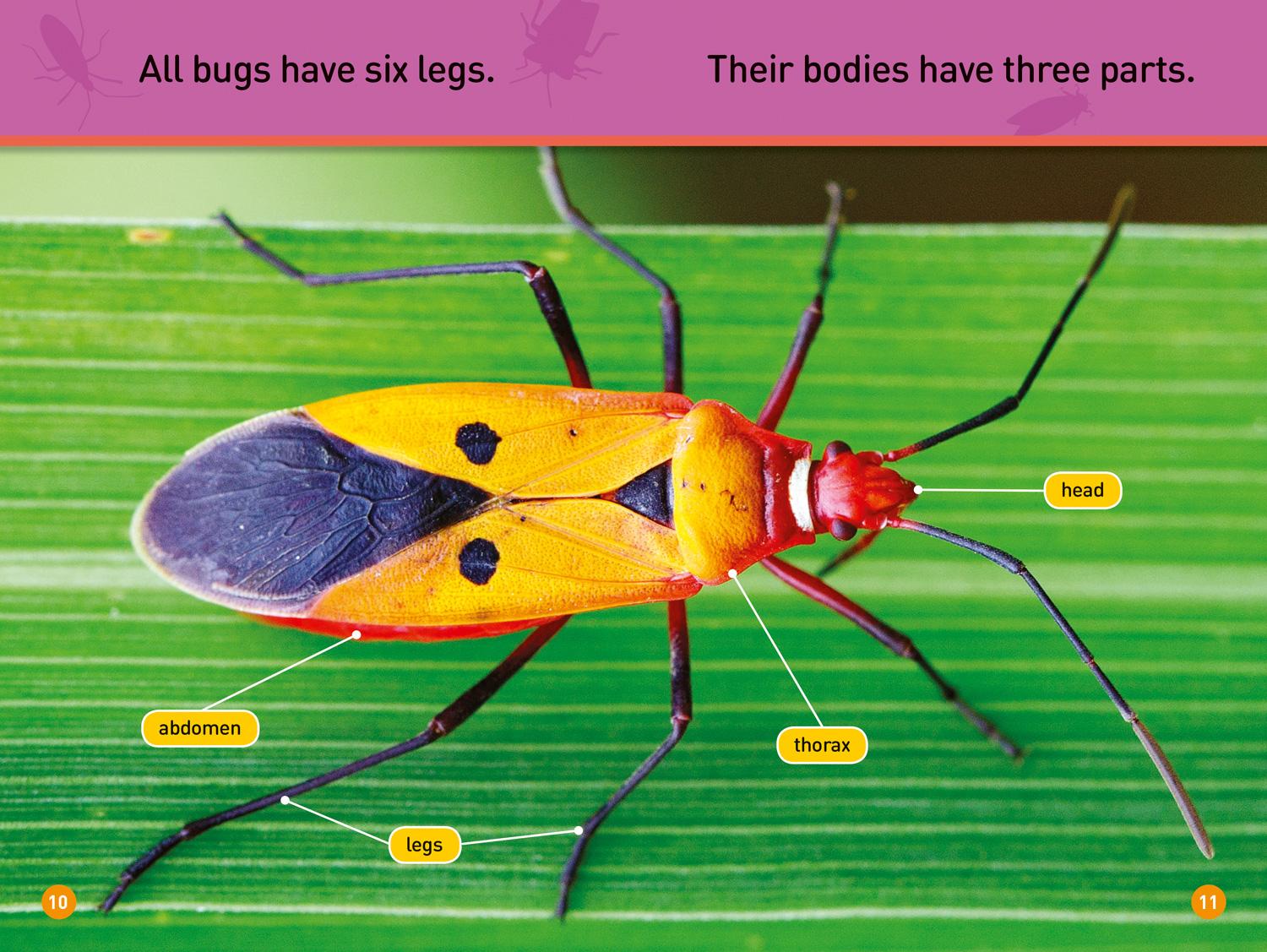 Beispielinhalt (Bild) Bugs! (National Geographic Kids Readers, Pre-Reader)