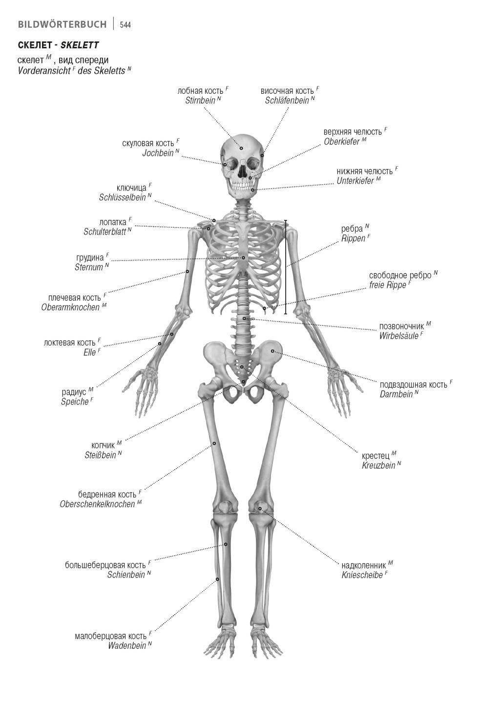 Beispielinhalt (Bild) Fachwörterbuch Medizin Deutsch-Russisch