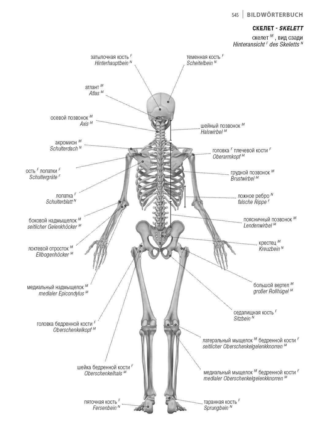 Beispielinhalt (Bild) Fachwörterbuch Medizin Deutsch-Russisch