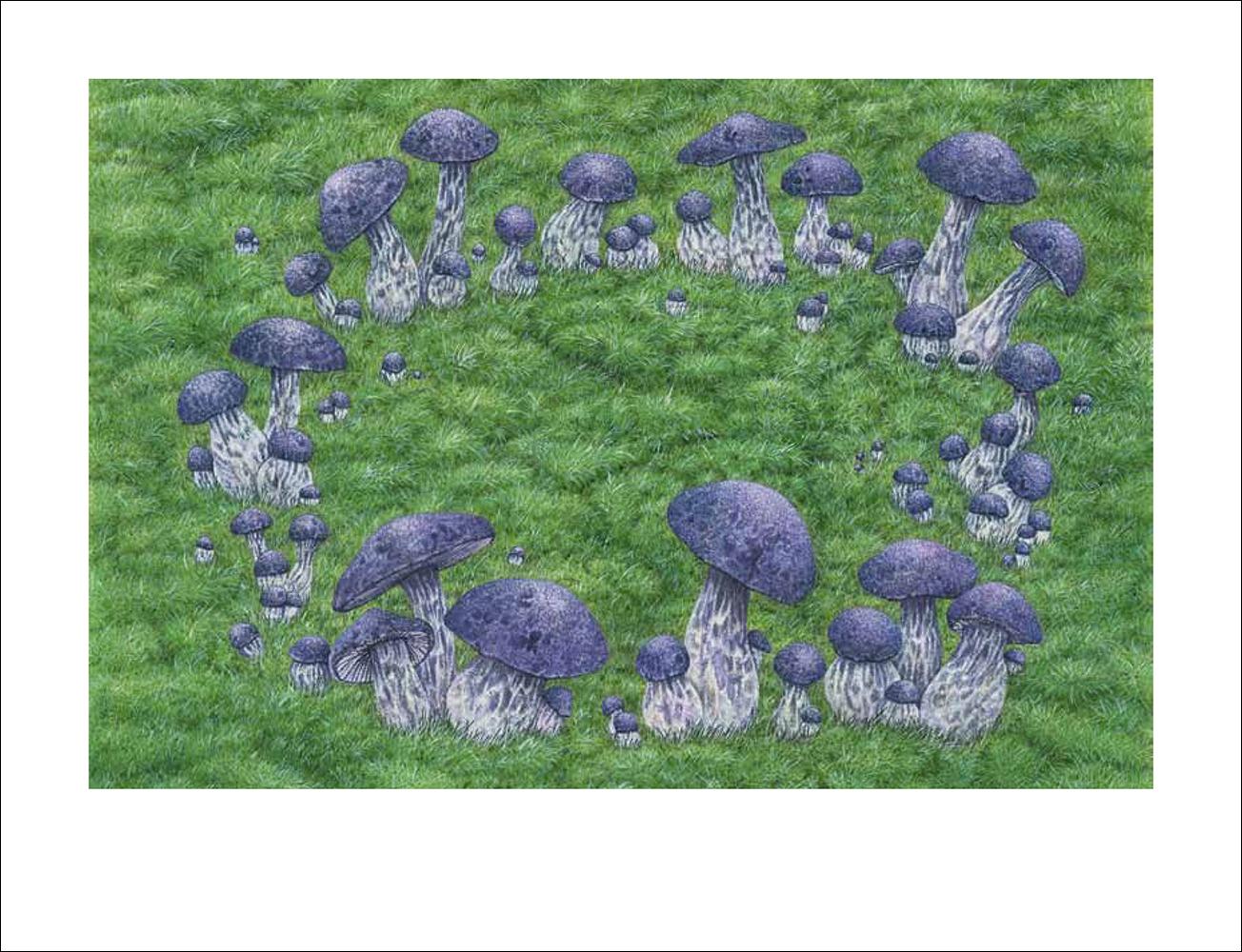 Beispielinhalt (Bild) Pilze