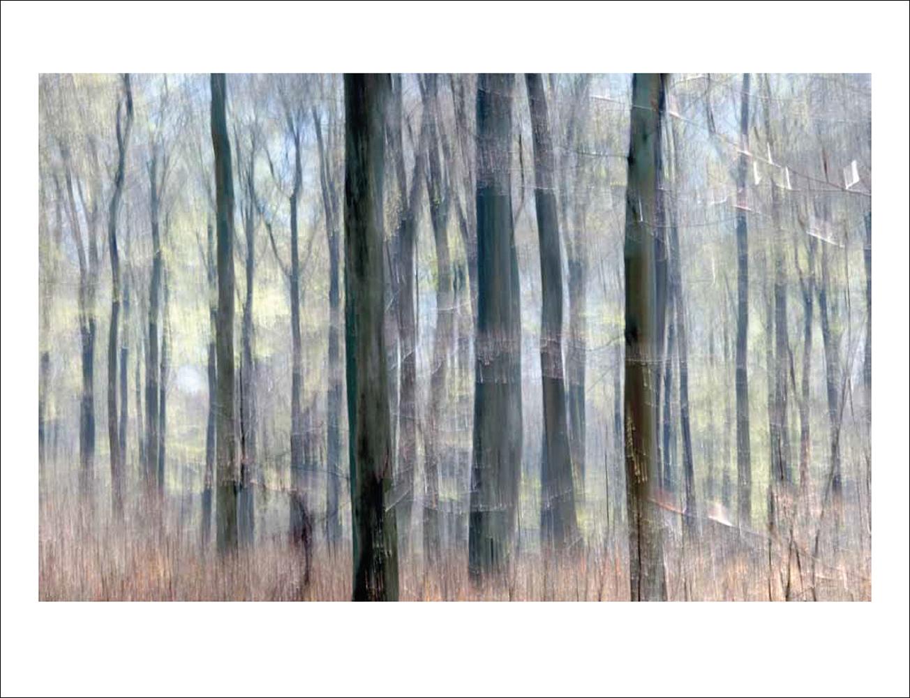 Beispielinhalt (Bild) Das Waldbuch