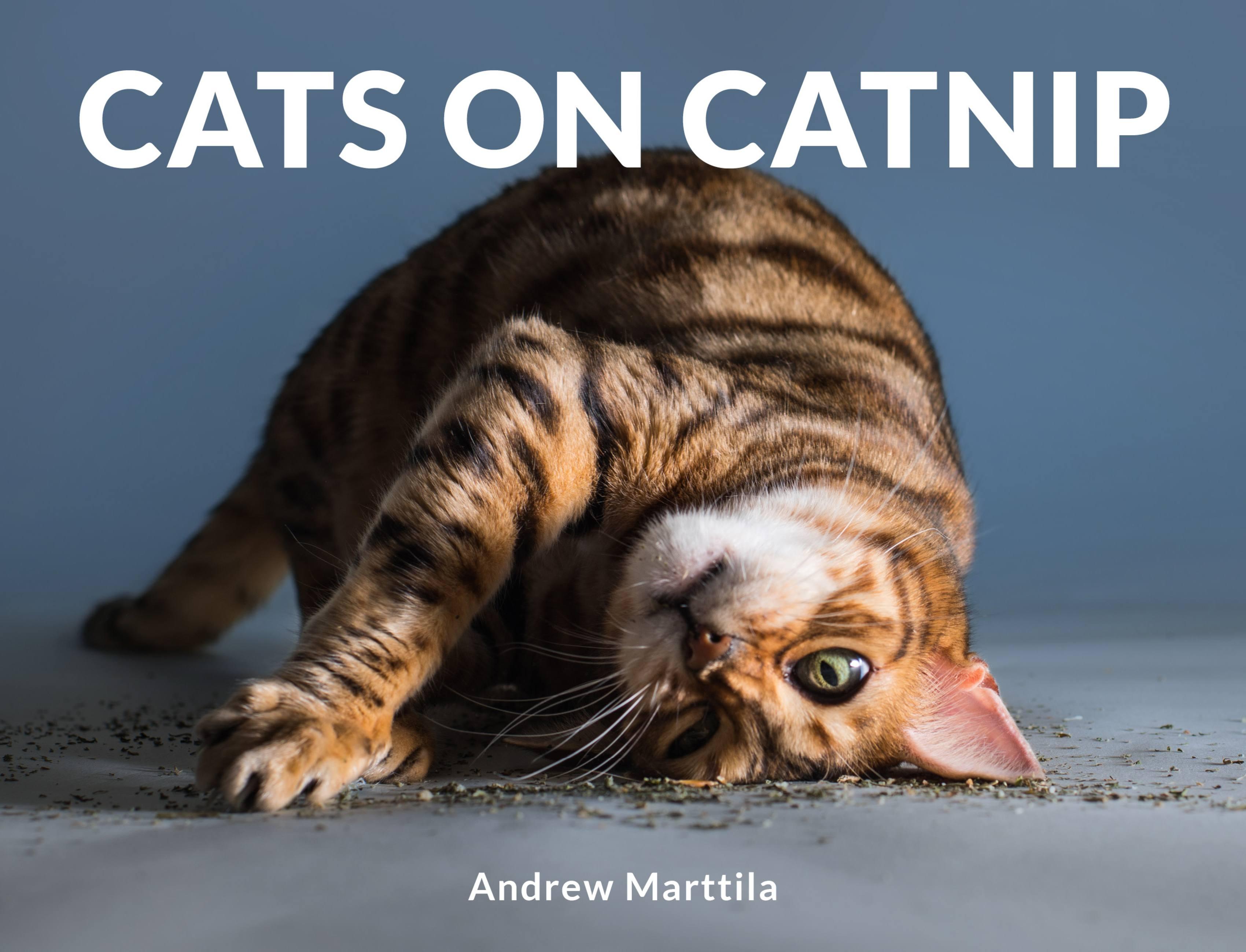 Vorderes Coverbild Cats on Catnip