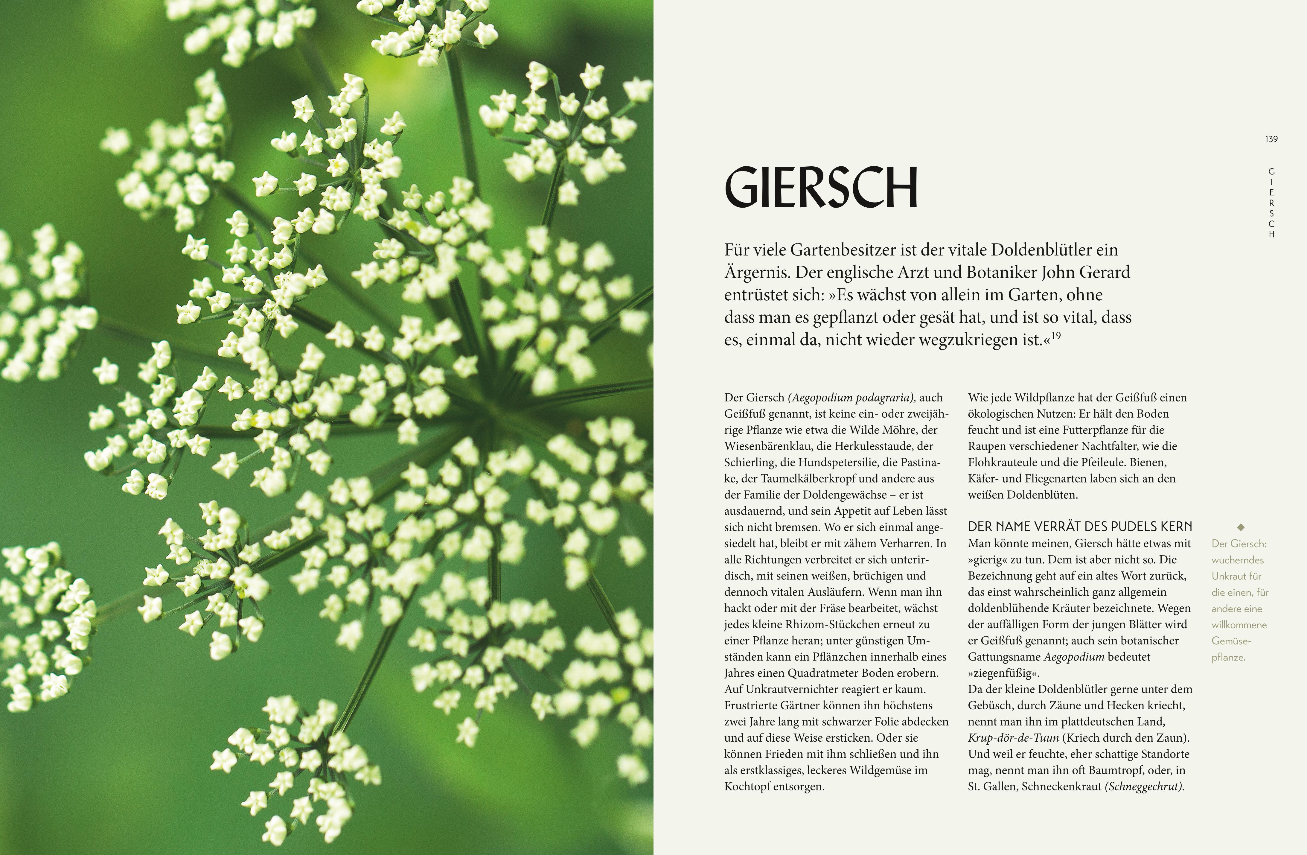 Beispielinhalt (Bild) Die "Unkräuter" in meinem Garten