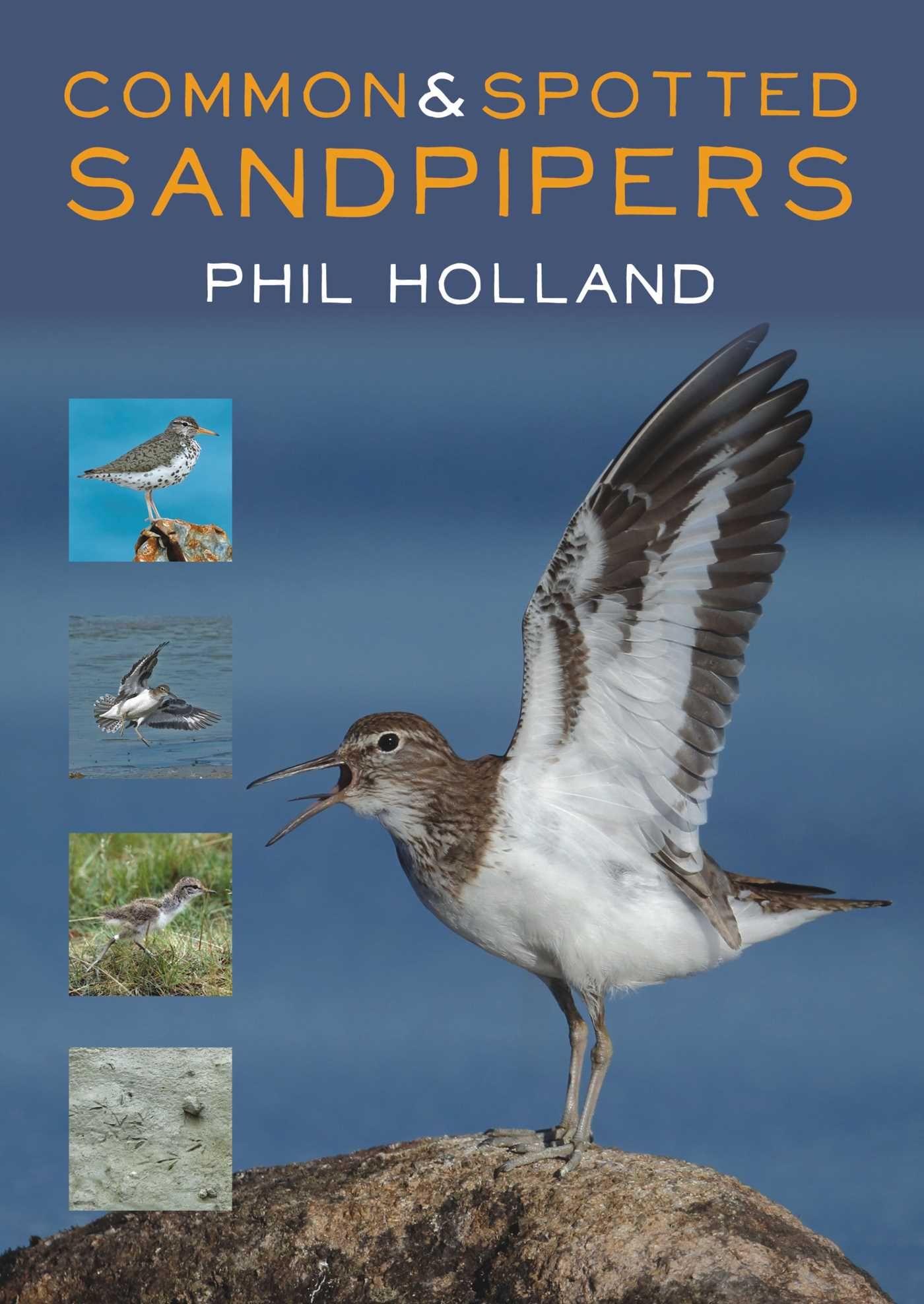Vorderes Coverbild Common and Spotted Sandpipers