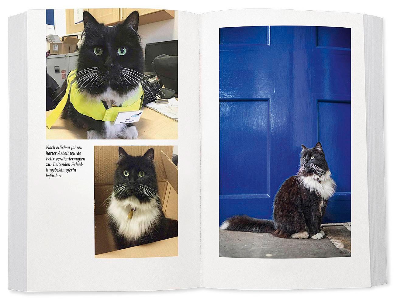 Beispielinhalt (Bild) Felix - Die Bahnhofskatze