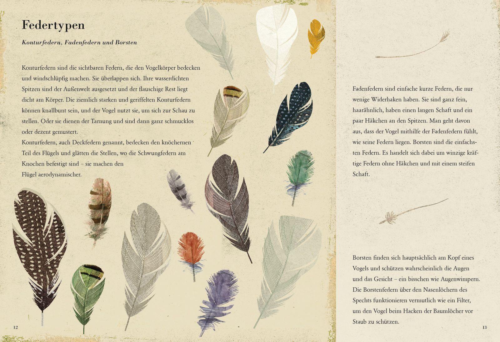 Beispielinhalt (Bild) Die Feder