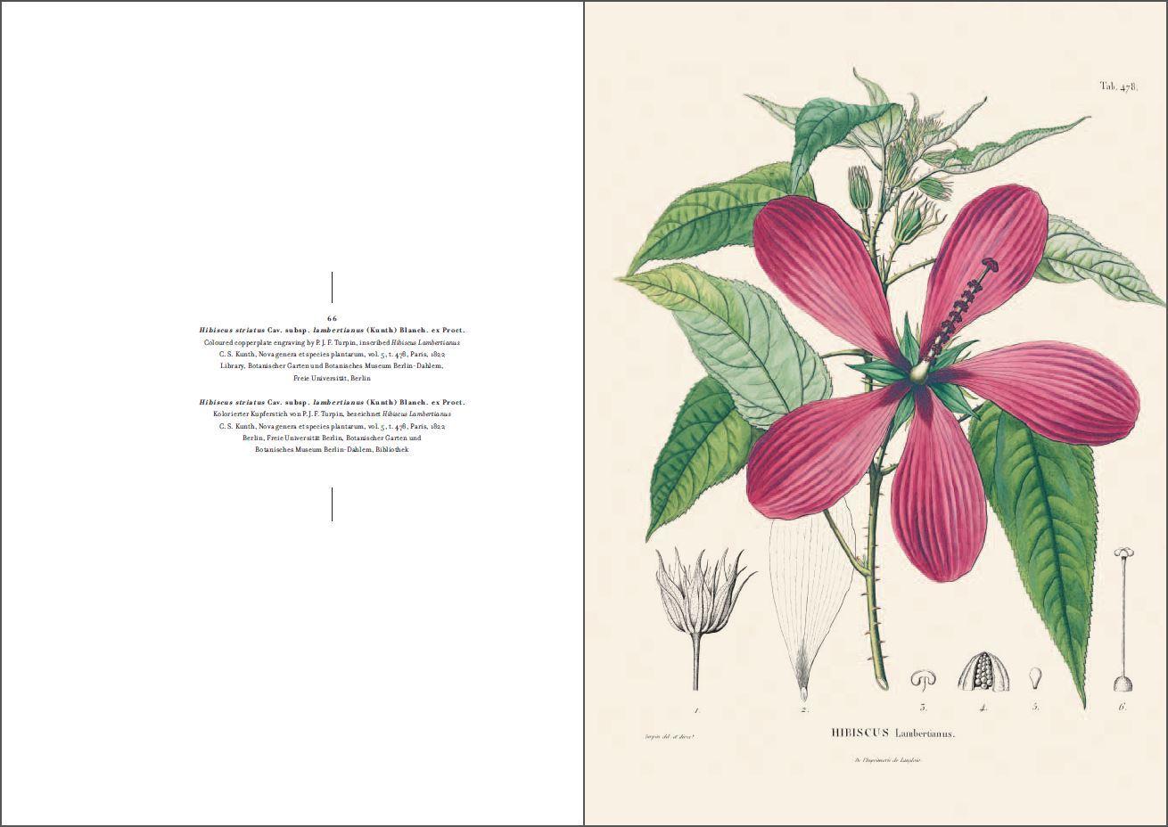 Beispielinhalt (Bild) Alexander von Humboldt und die botanische Erforschung Amerikas