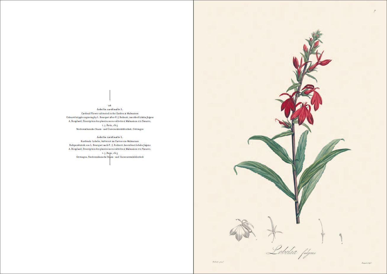 Beispielinhalt (Bild) Alexander von Humboldt und die botanische Erforschung Amerikas