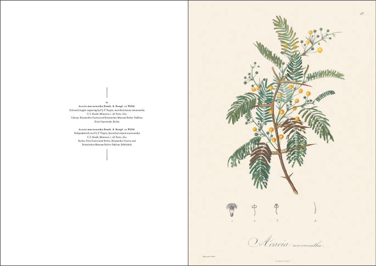 Beispielinhalt (Bild) Alexander von Humboldt und die botanische Erforschung Amerikas