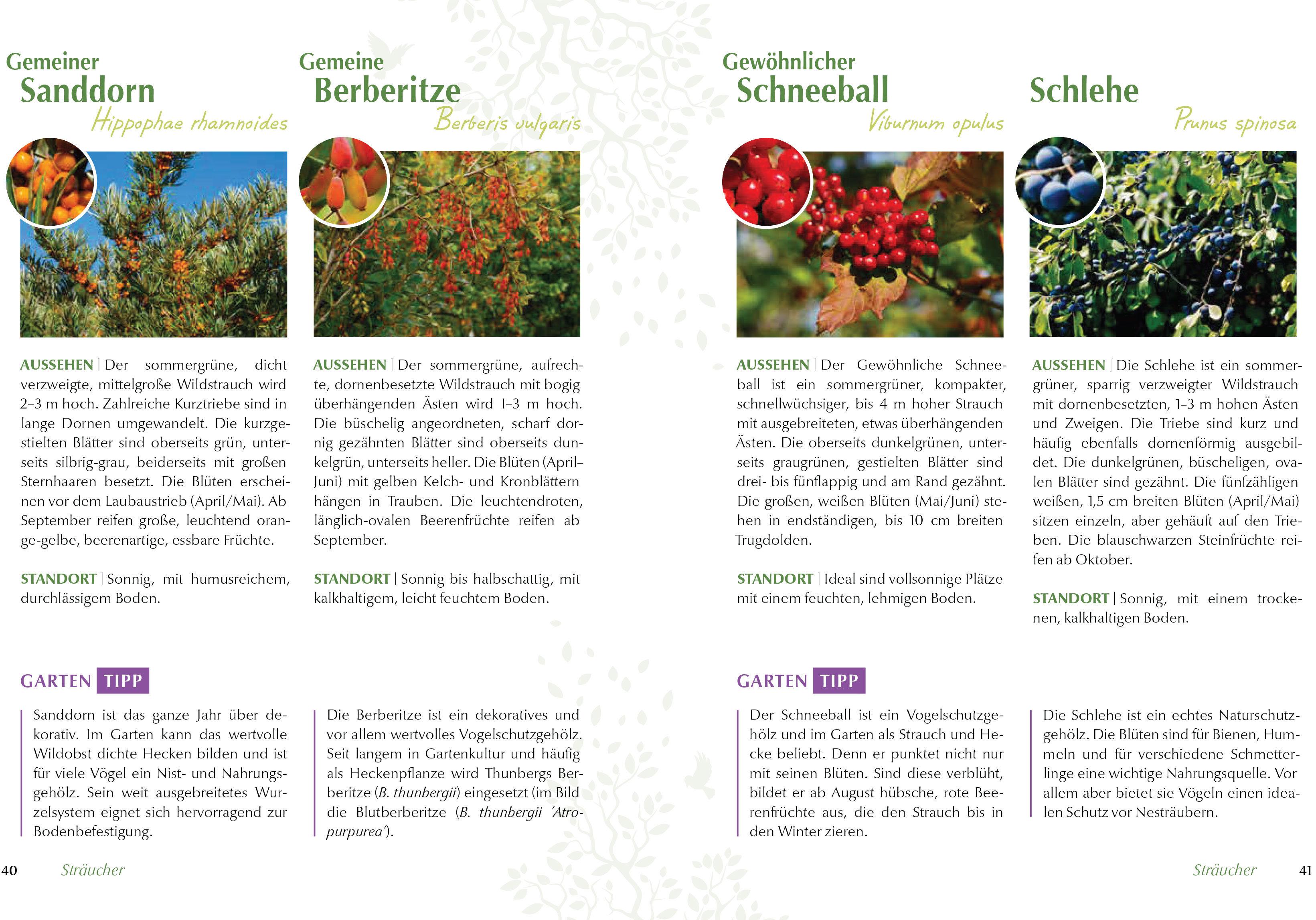 Beispielinhalt (Bild) Mein vogelfreundlicher Garten