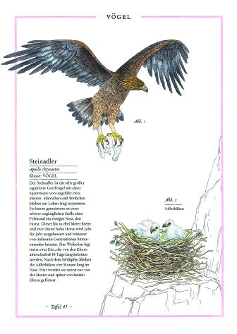 Beispielinhalt (Bild) Steinbock, Adler, Edelweiß