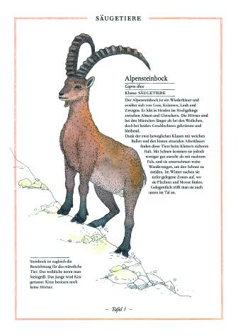Beispielinhalt (Bild) Steinbock, Adler, Edelweiß