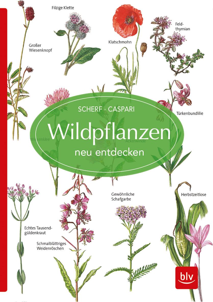 Vorderes Coverbild Wildpflanzen neu entdecken