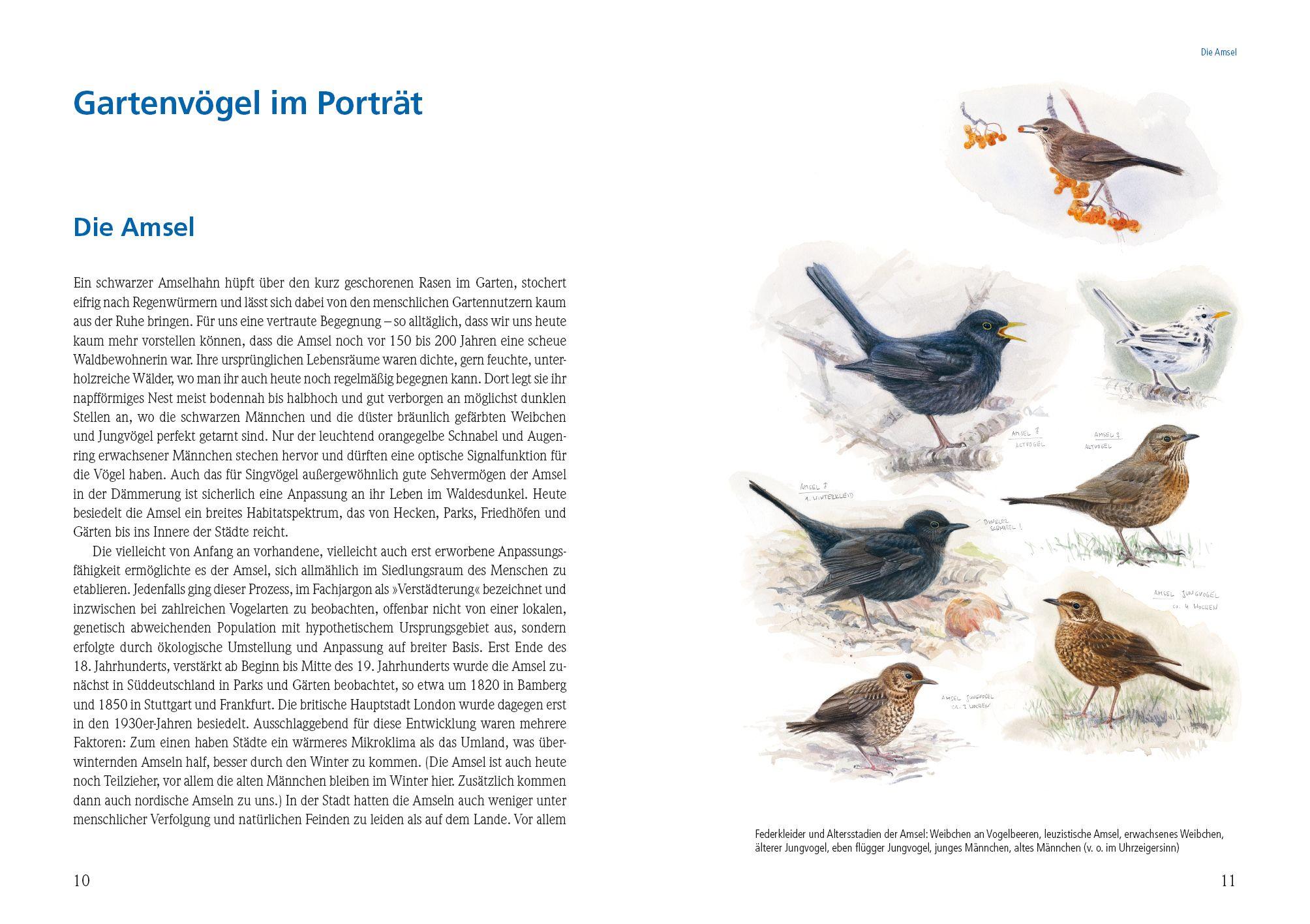 Beispielinhalt (Bild) Das große Buch der Gartenvögel