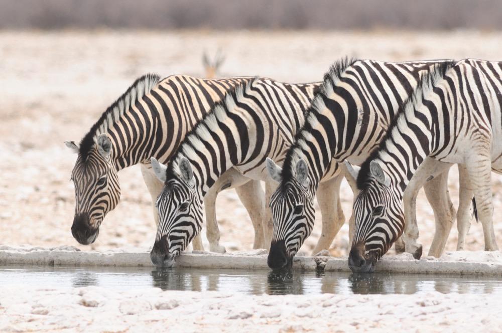Beispielinhalt (Bild) 100 Highlights Afrikas Süden