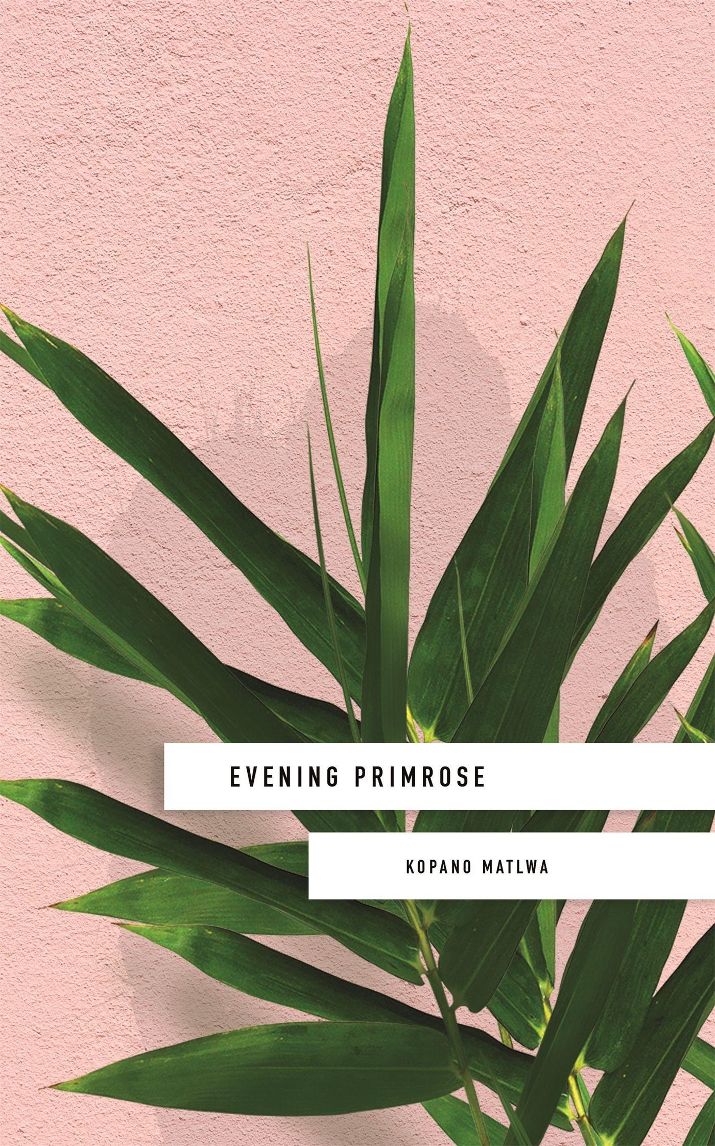 Vorderes Coverbild Evening Primrose: a heart-wrenching novel for our times