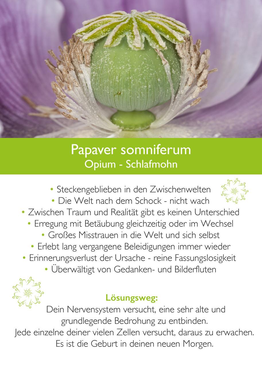 Beispielinhalt (Bild) Ahnenmedizin und Seelenhomöopathie
