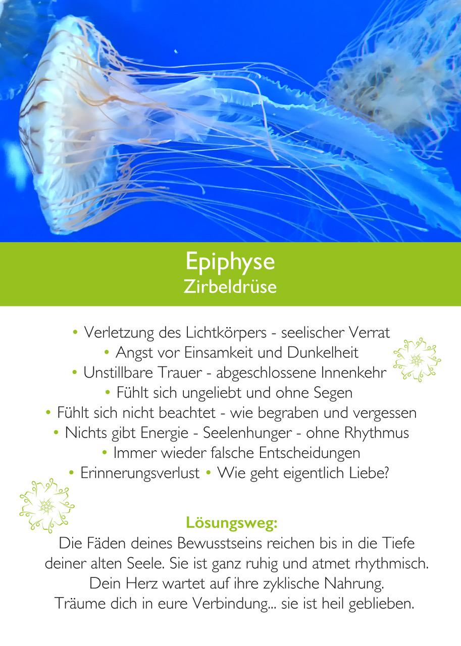 Beispielinhalt (Bild) Ahnenmedizin und Seelenhomöopathie
