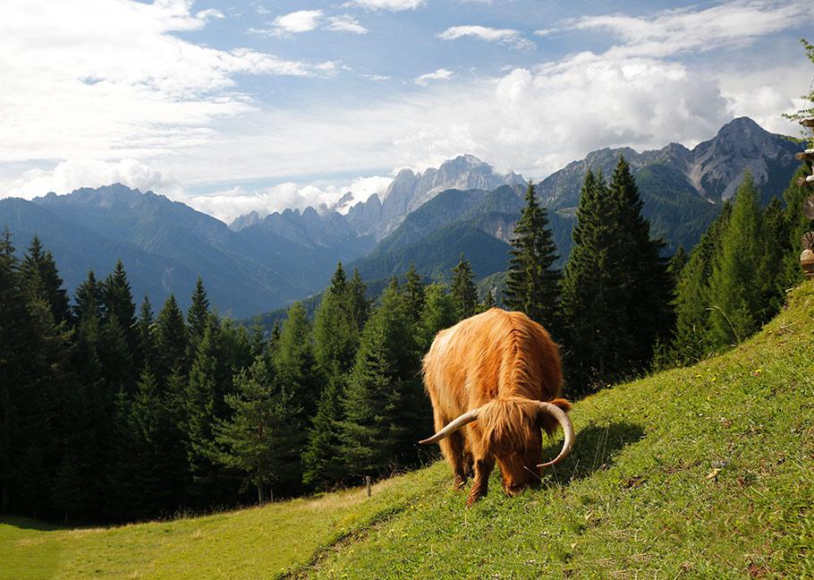 Beispielinhalt (Bild) Der Geschmack der Berge