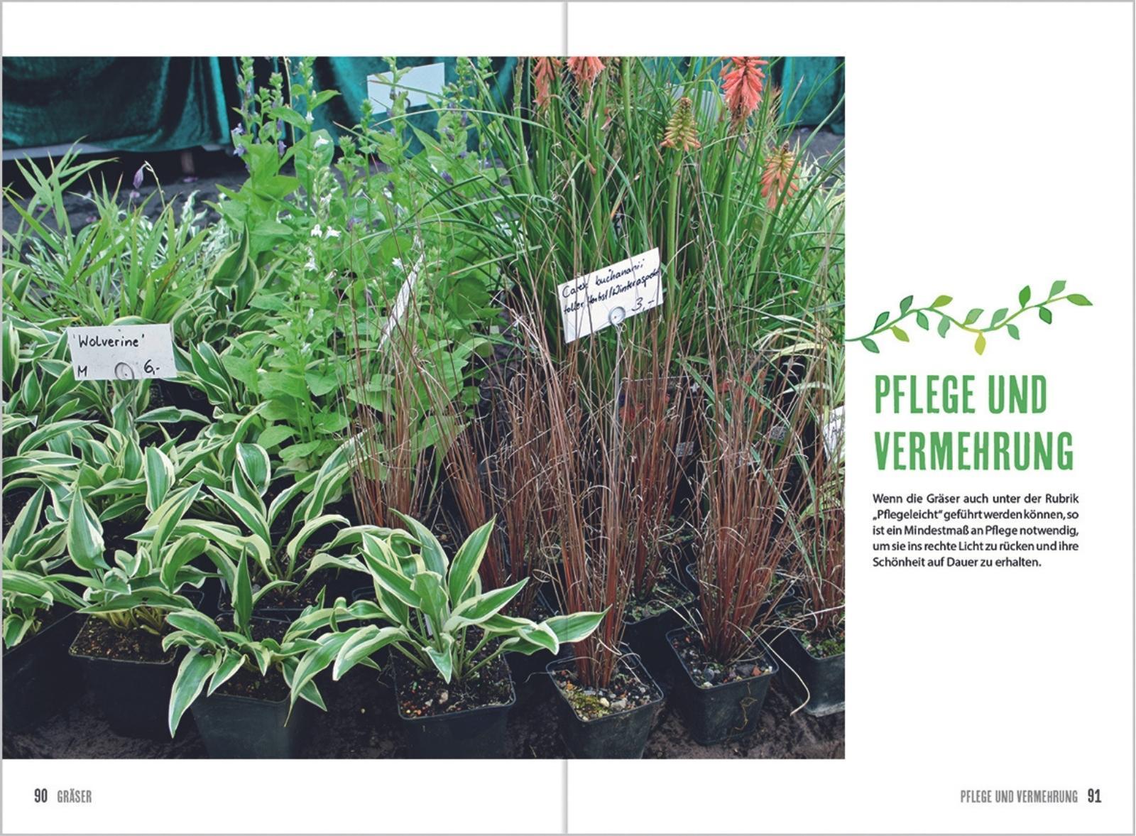 Beispielinhalt (Bild) MDR Garten - Gräser