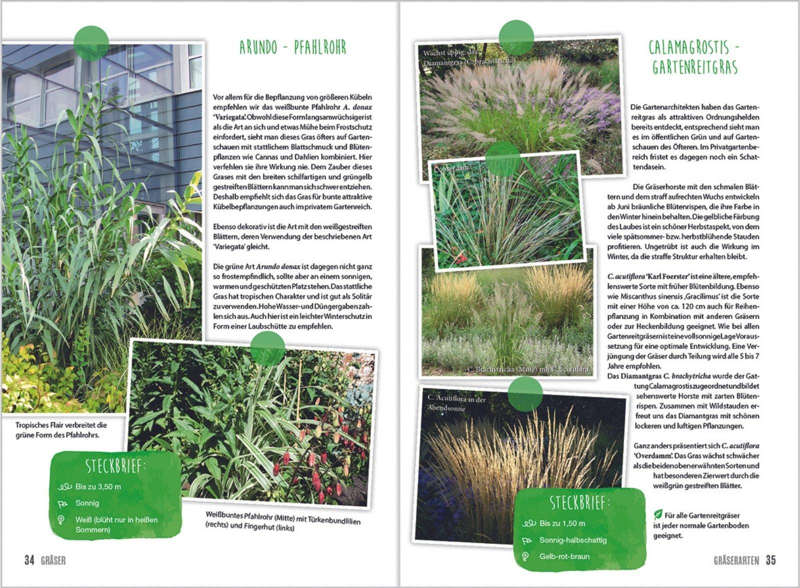 Beispielinhalt (Bild) MDR Garten - Gräser