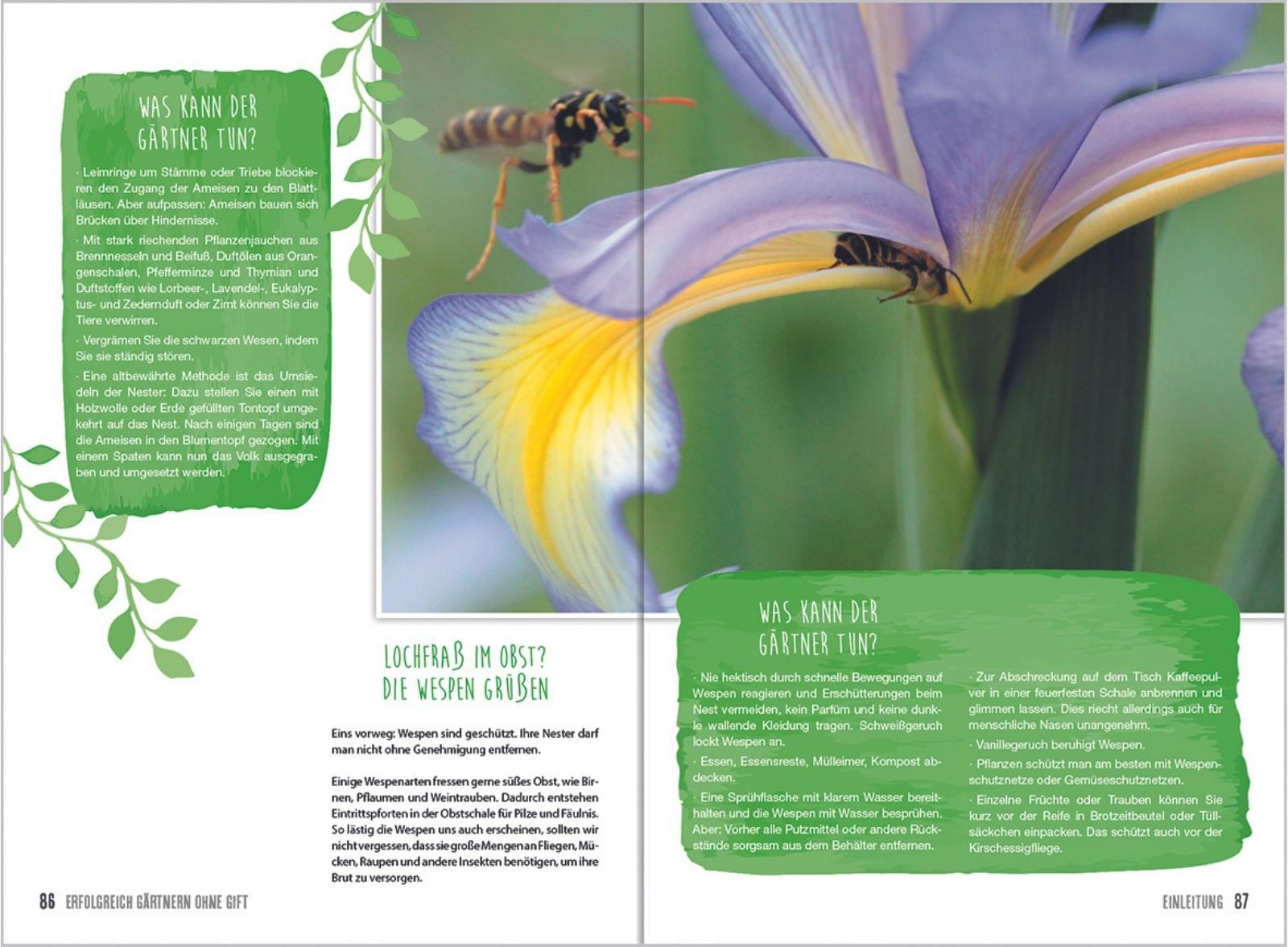 Beispielinhalt (Bild) MDR Garten - Erfolgreich Gärtnern ohne Gift