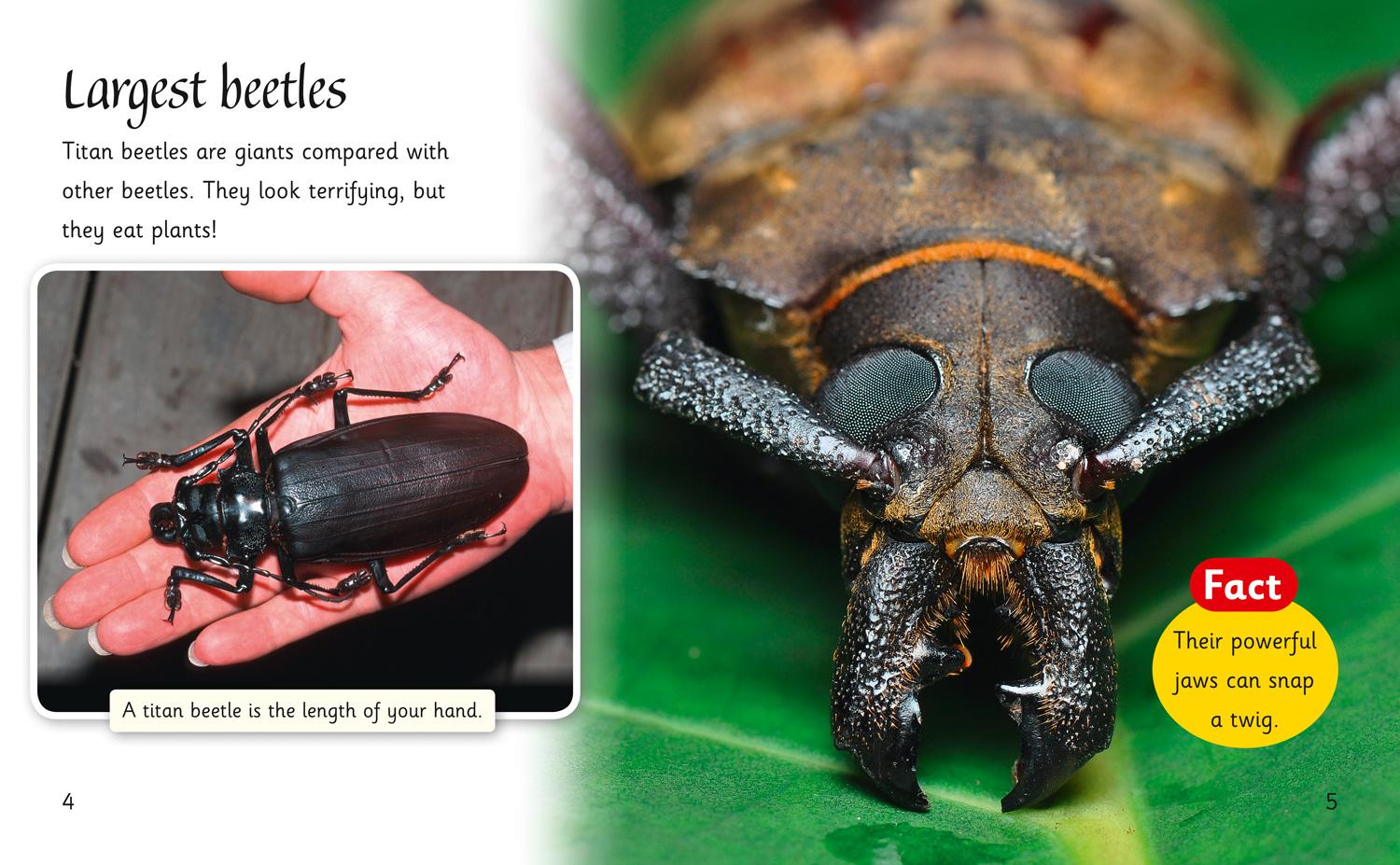 Beispielinhalt (Bild) Beetles Around the World