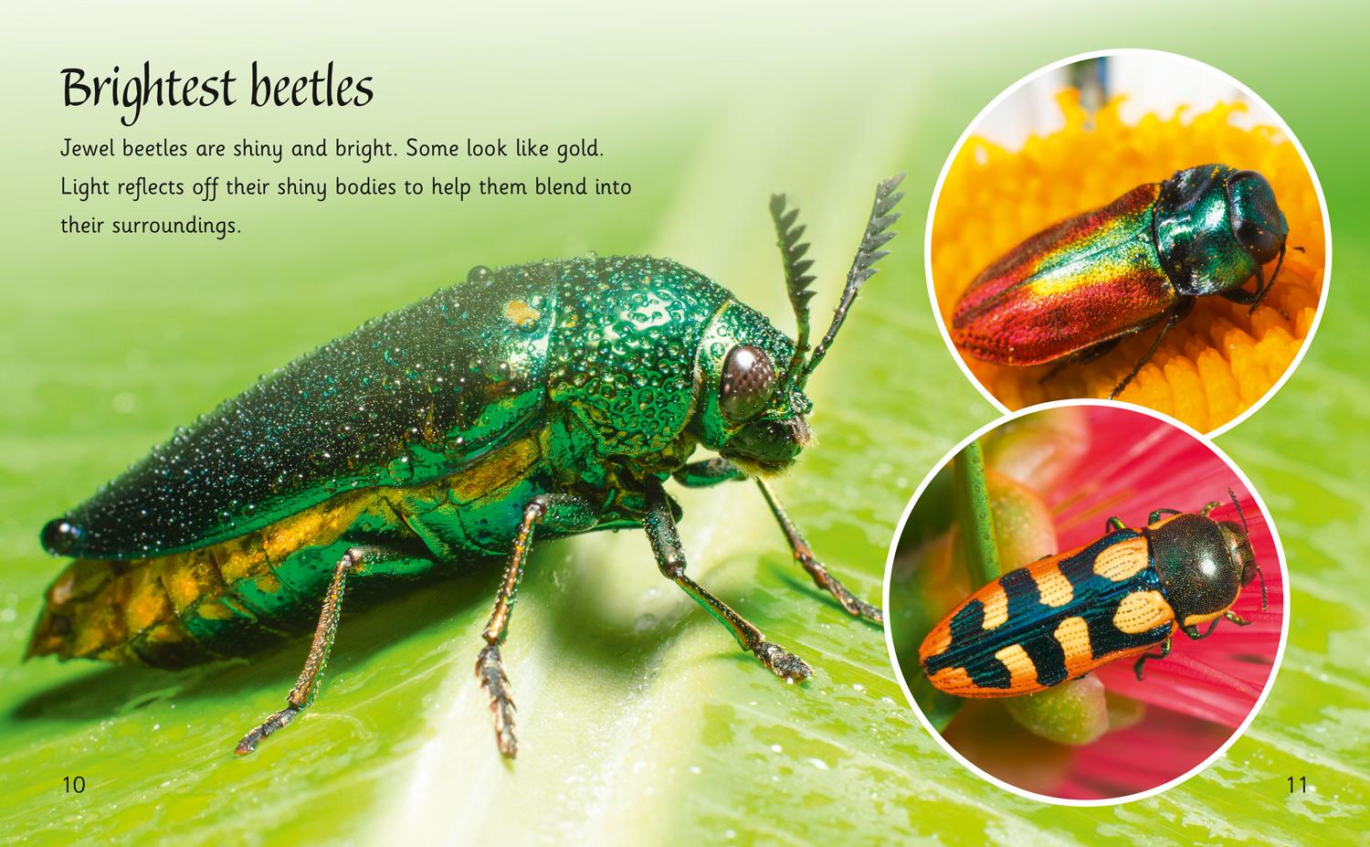 Beispielinhalt (Bild) Beetles Around the World