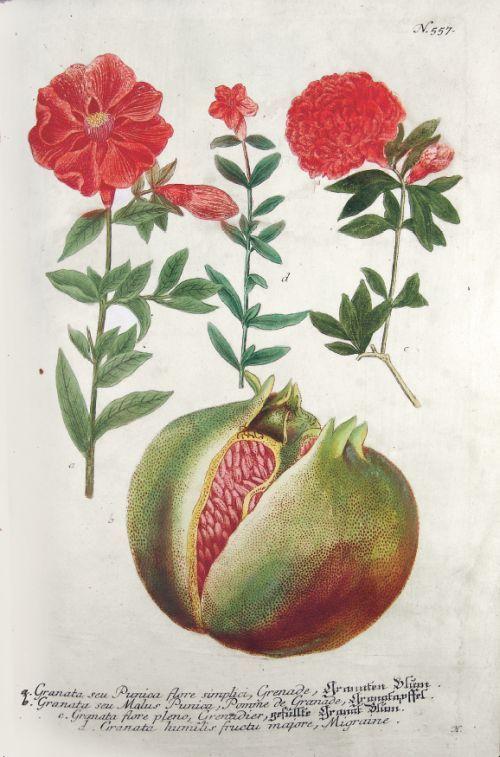 Beispielinhalt (Bild) Vom Garten Eden bis zu Salomos Weinberg